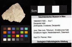 Foto (Objket + Etiketten) von Bullariscus patruliusi (Robins et al., 2013) 